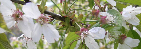 Obstbau