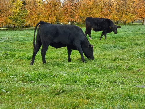 Mutterkuh